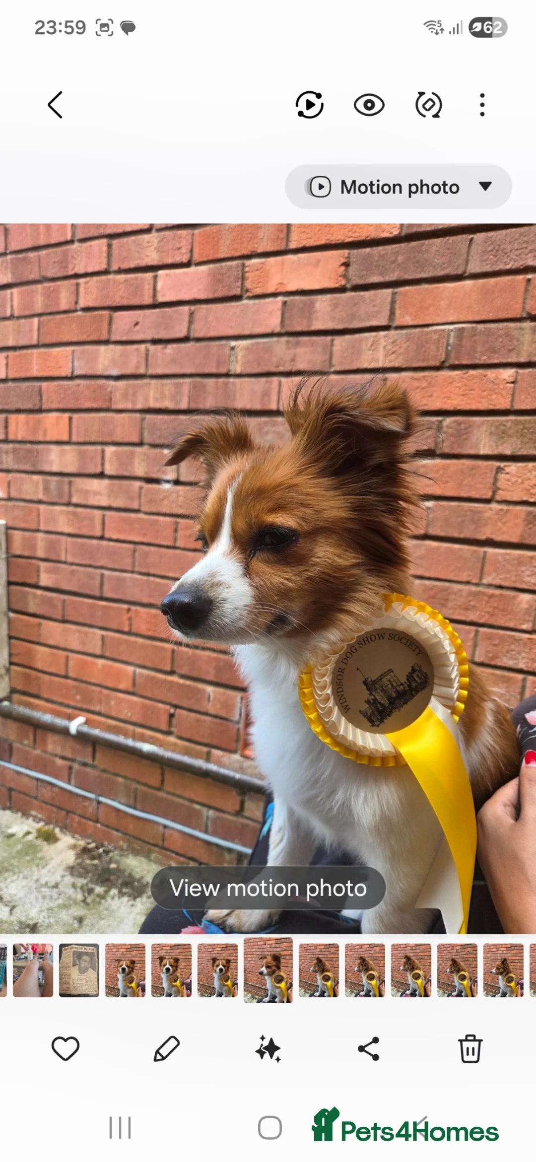 Mixed Breed dogs for stud: Stud dog for free  - Advert 9