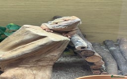 Bearded Dragon reptiles for sale: 12 Month male bearded dragon  - Image 3