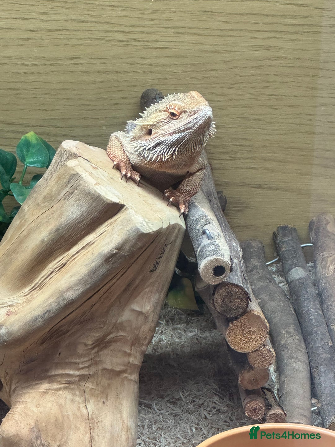 Bearded Dragon reptiles for sale: 12 Month male bearded dragon  - Image 3