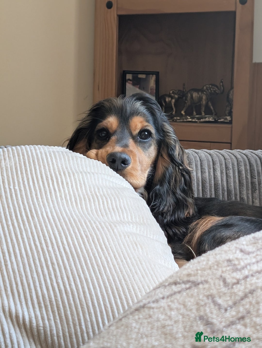 Cocker Spaniel dogs for sale: Pippin the show cocker - Image 12