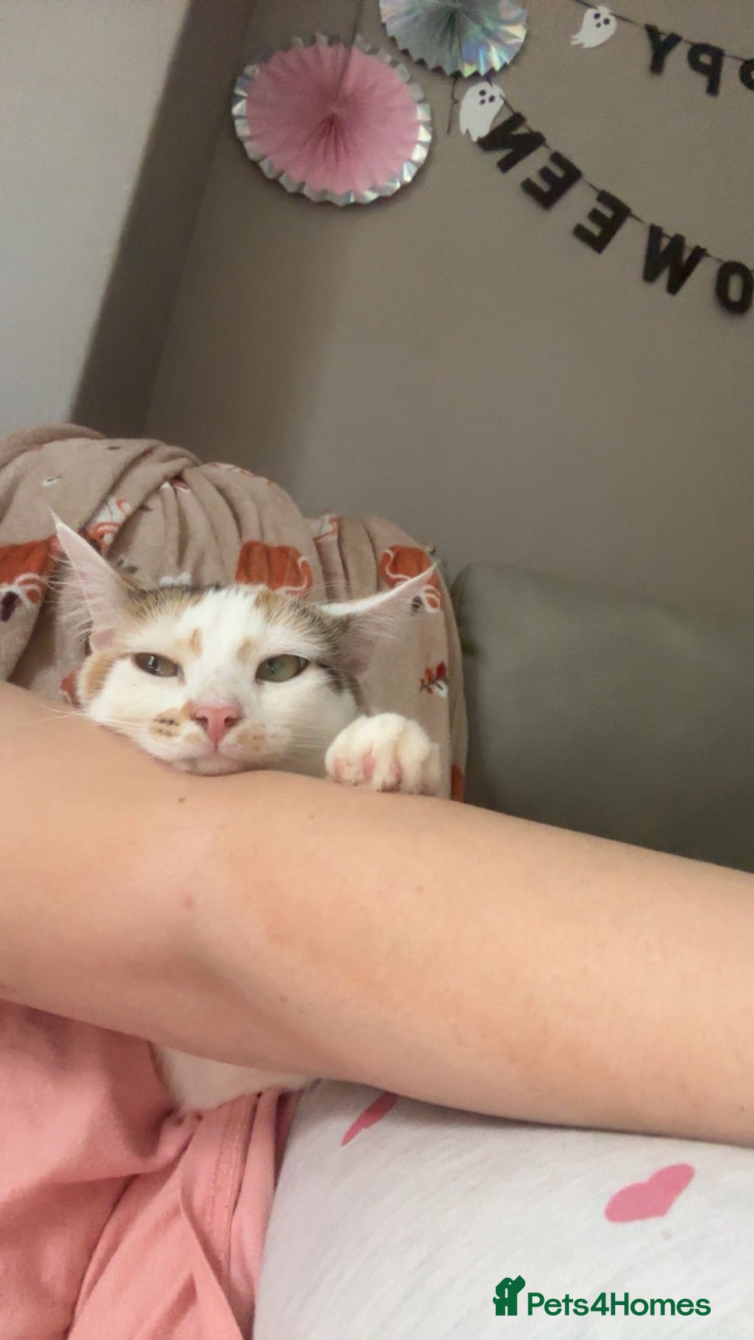 British Shorthair cats for sale: British Shorthair - Advert 2