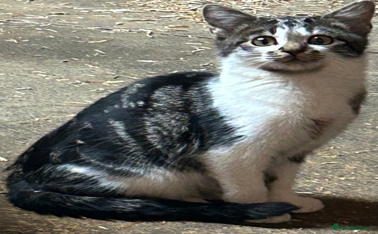 Mixed Breed cats - Advert 36