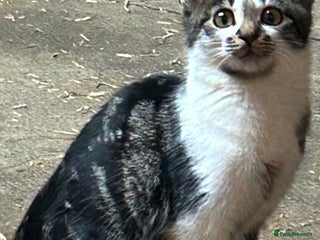 Mixed Breed cats - Advert 12