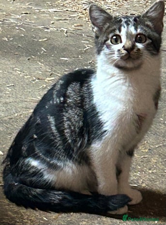 Mixed Breed cats - Advert 36