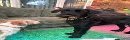 Russian Black Terrier dogs for sale: 5/6months old Black Russian terrier female  - Advert 3