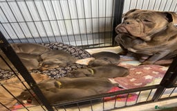 Dorset Olde Tyme Bulldogge dogs for sale: N.E.B.B.R fluffy carriers olde tyme bulldogs - Image 27