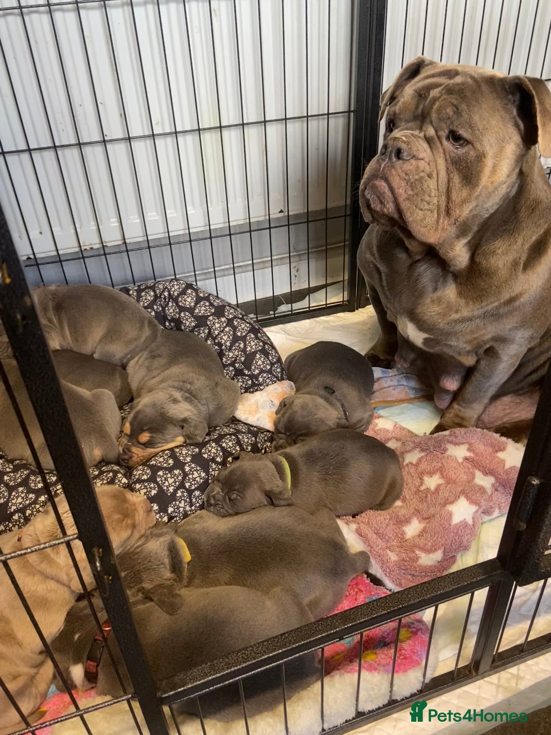 Dorset Olde Tyme Bulldogge dogs for sale: N.E.B.B.R fluffy carriers olde tyme bulldogs - Image 27