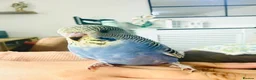 Budgerigars birds for sale: Beautiful tame baby budgies for sale  - Advert 12