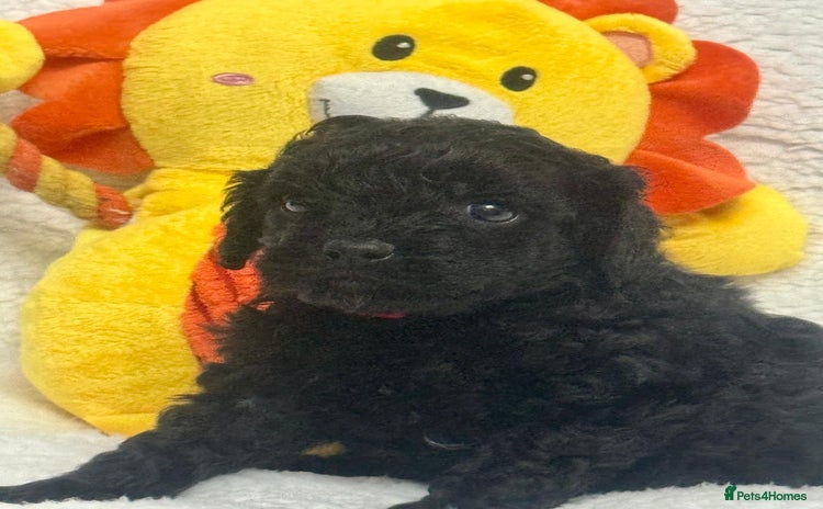 Cavapoo dogs - Advert 2