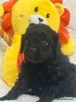 Cavapoo dogs - Advert 4