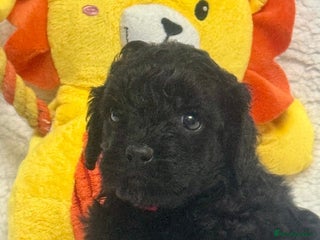 Cavapoo dogs - Advert 13