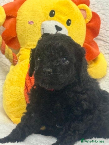 Cavapoo dogs - Advert 10