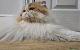 Persian cats for sale: Male Persian Pedigree CFA Champion - Image 7
