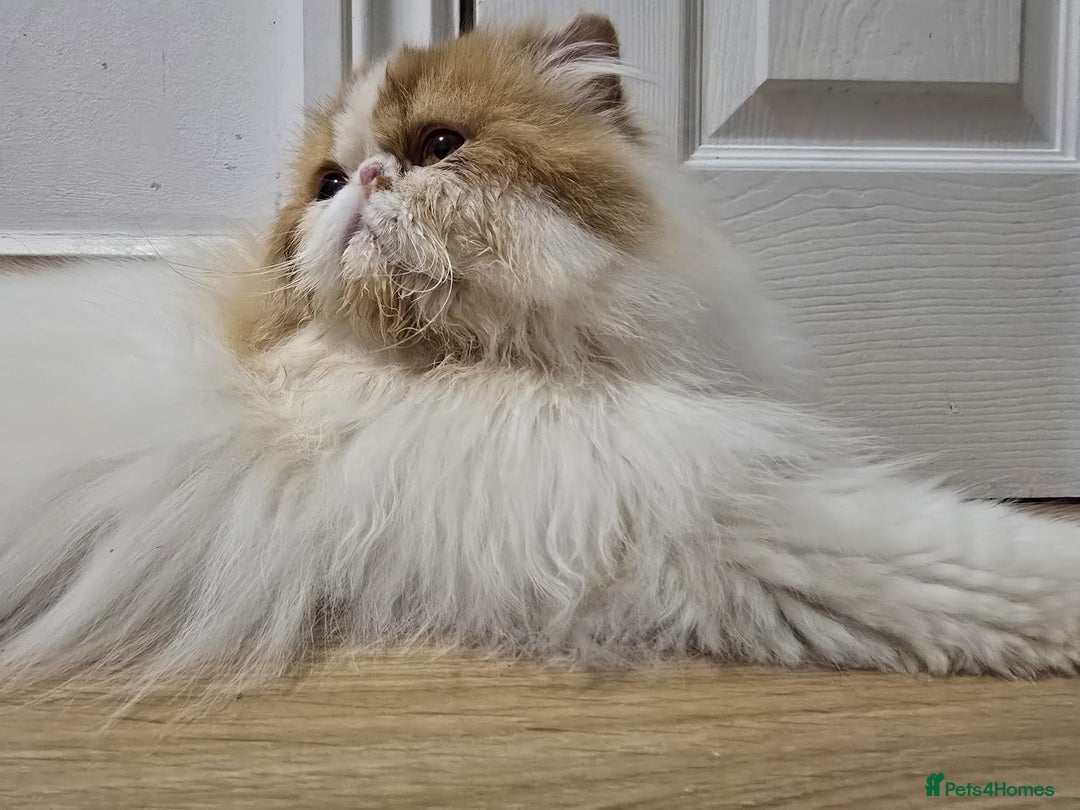 Persian cats for sale: Male Persian Pedigree CFA Champion - Image 7