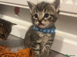 Mixed Breed cats - Advert 32