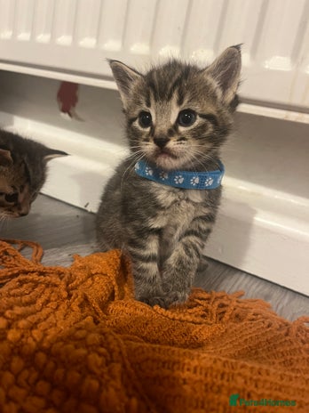 Mixed Breed cats - Advert 8