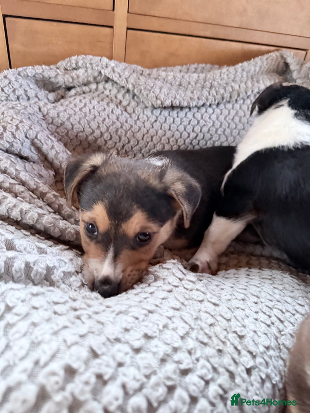 Mixed Breed dogs for sale: Cheeky trio looking for forever homes  - Advert 10