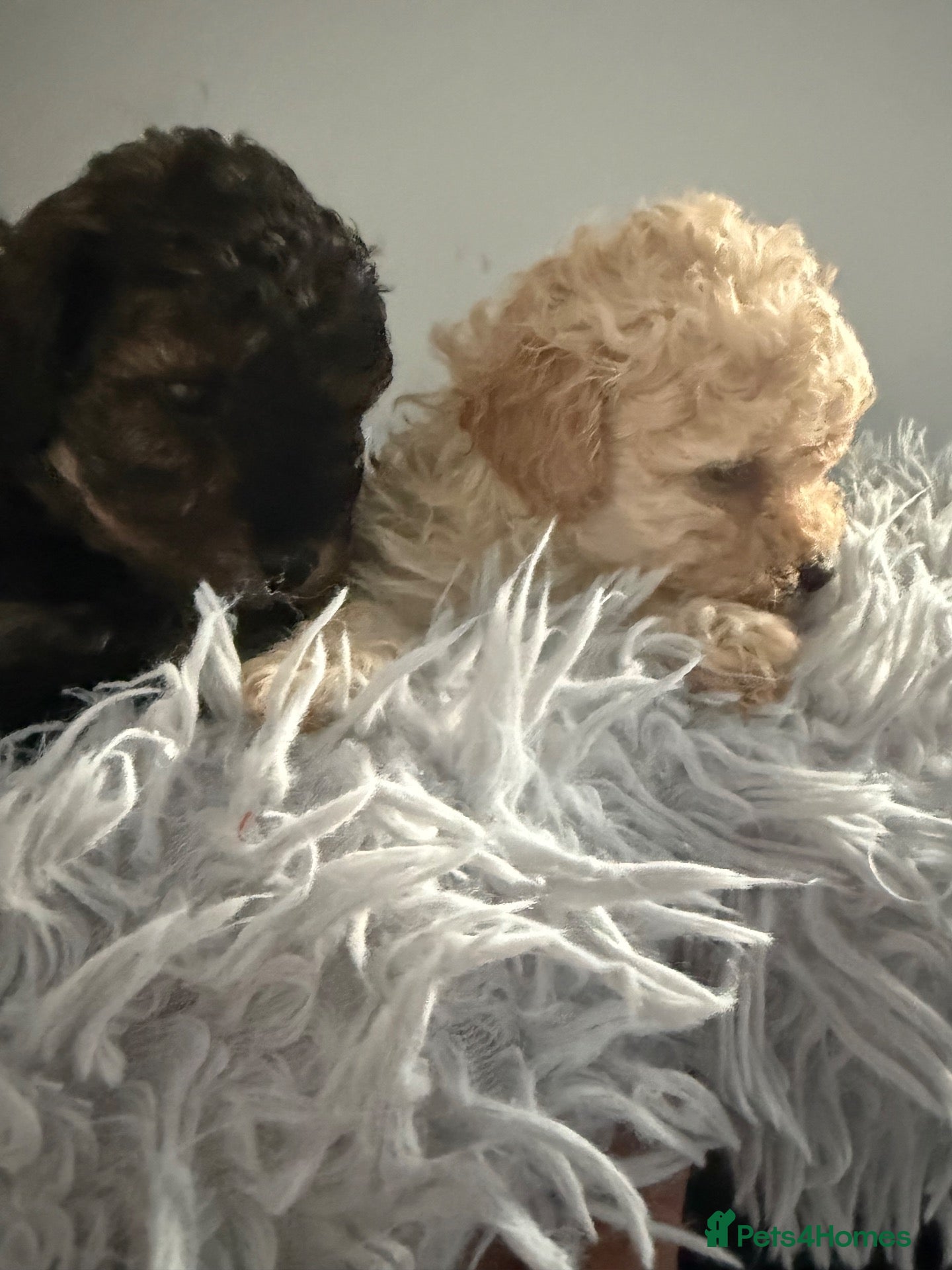 Maltipoo dogs Stunning health tested Toy Maltipoo  - Advert 2