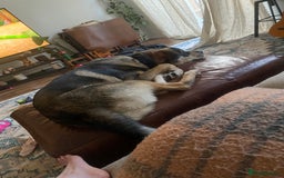 Mixed Breed dogs for sale: Goose - Japanese Akita - Image 3