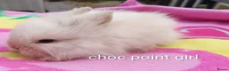 Mini Lop rabbits for sale: Beautiful bunnies - Advert 6