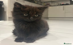 British Longhair cats for sale: Black/Brown boy kittens - Image 9