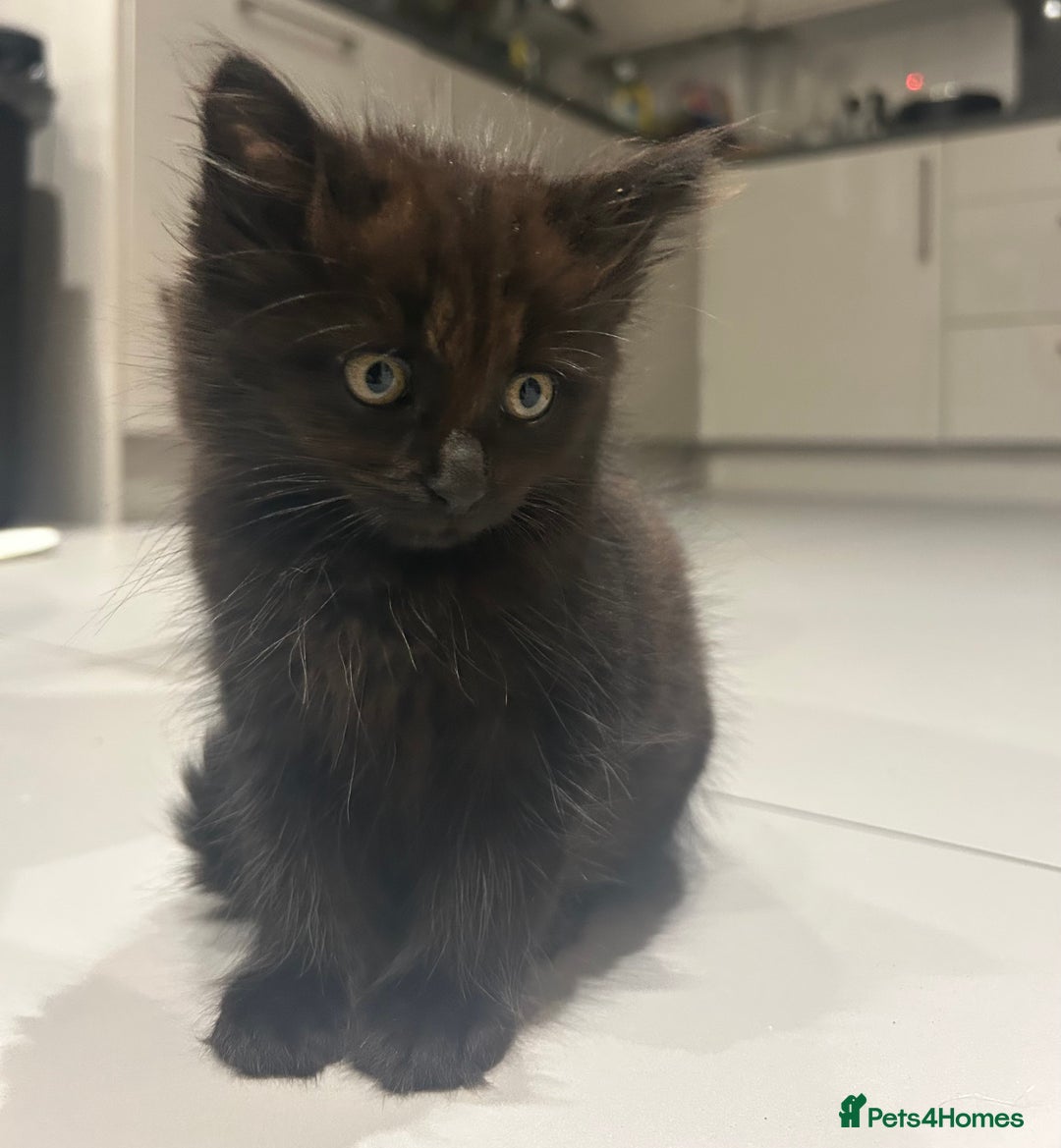 British Longhair cats for sale: Black/Brown boy kittens - Image 9