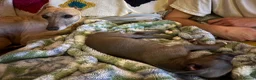 Whippet dogs for sale: Blue Whippet Pup  - Advert 7