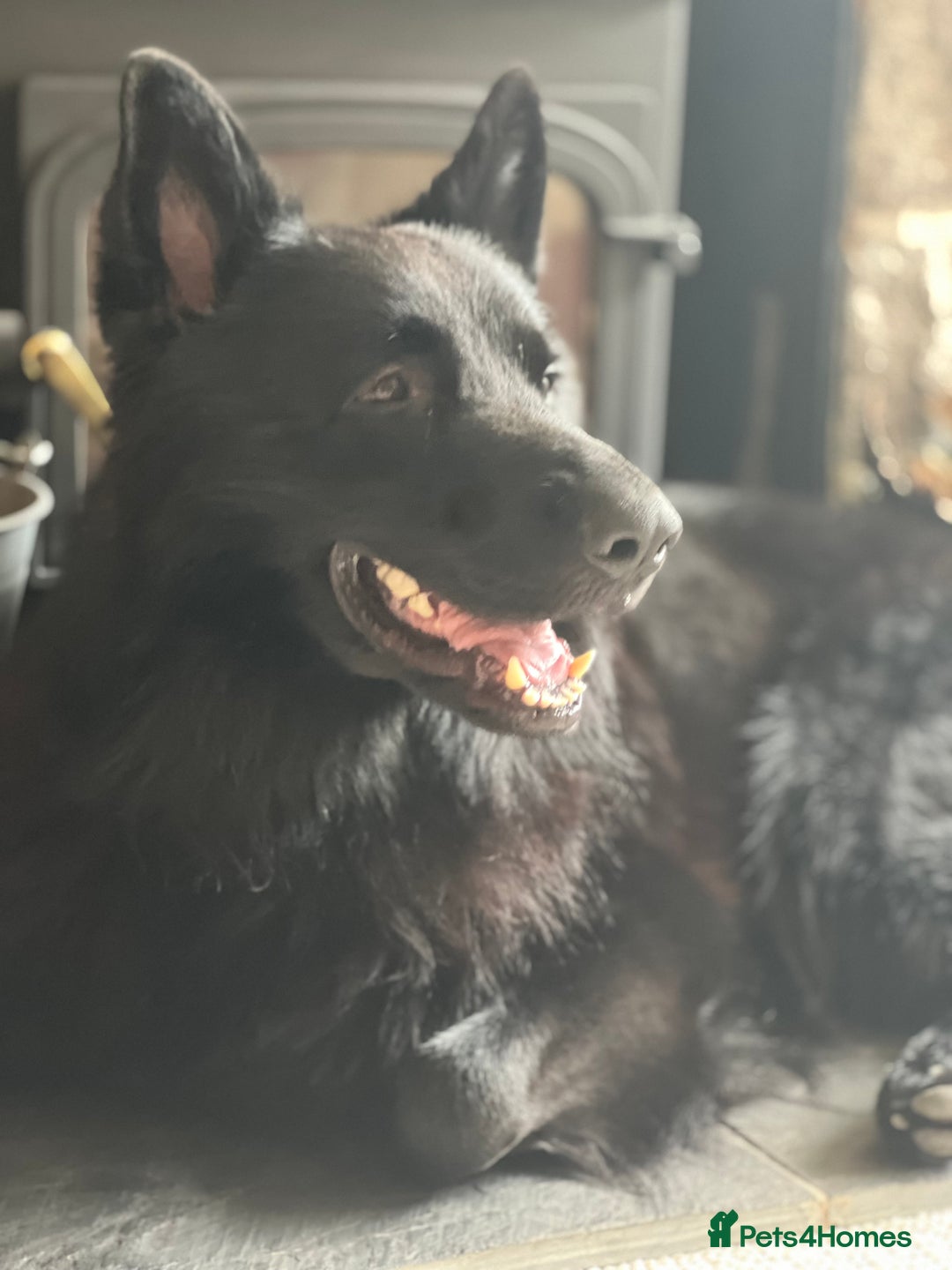 German Shepherd dogs for sale: Black German shepherd  - Advert 6