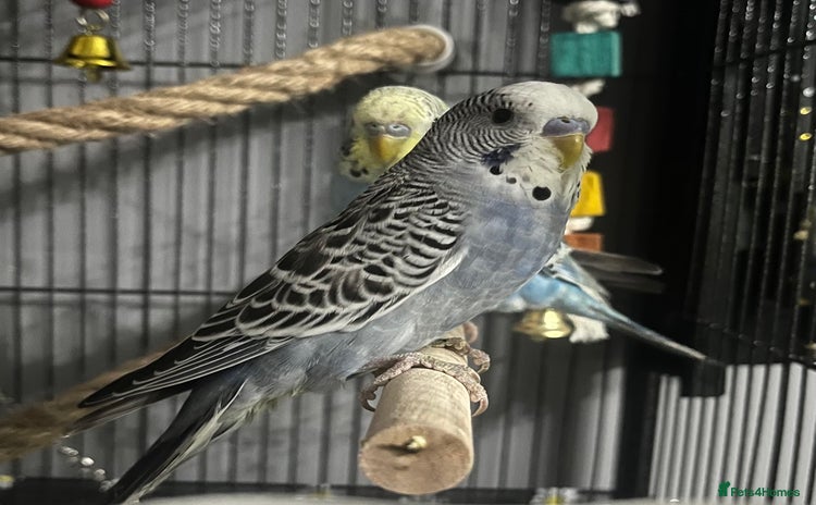 Budgerigars birds - Advert 6