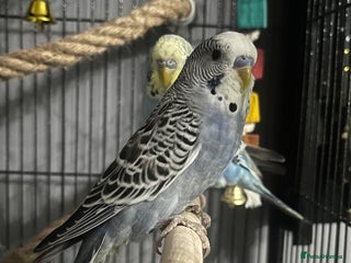 Budgerigars birds - Advert 9