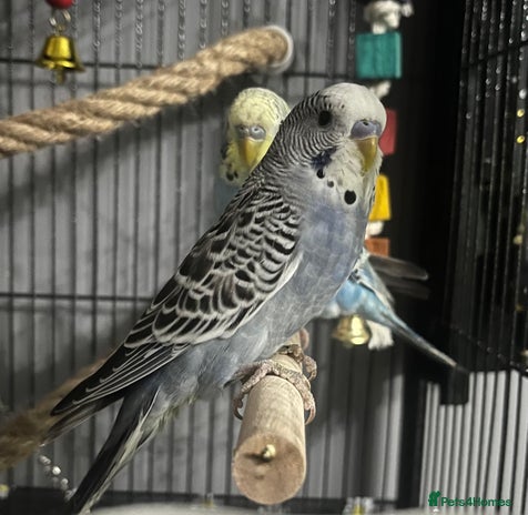 Budgerigars birds - Advert 6