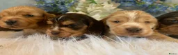Cocker Spaniel dogs for sale: Show type cocker spaniel puppy’s  - Advert 10