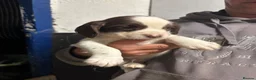 English Springer Spaniel dogs for sale: 4 Boys remaining - Springer Spaniel Puppies - Advert 3