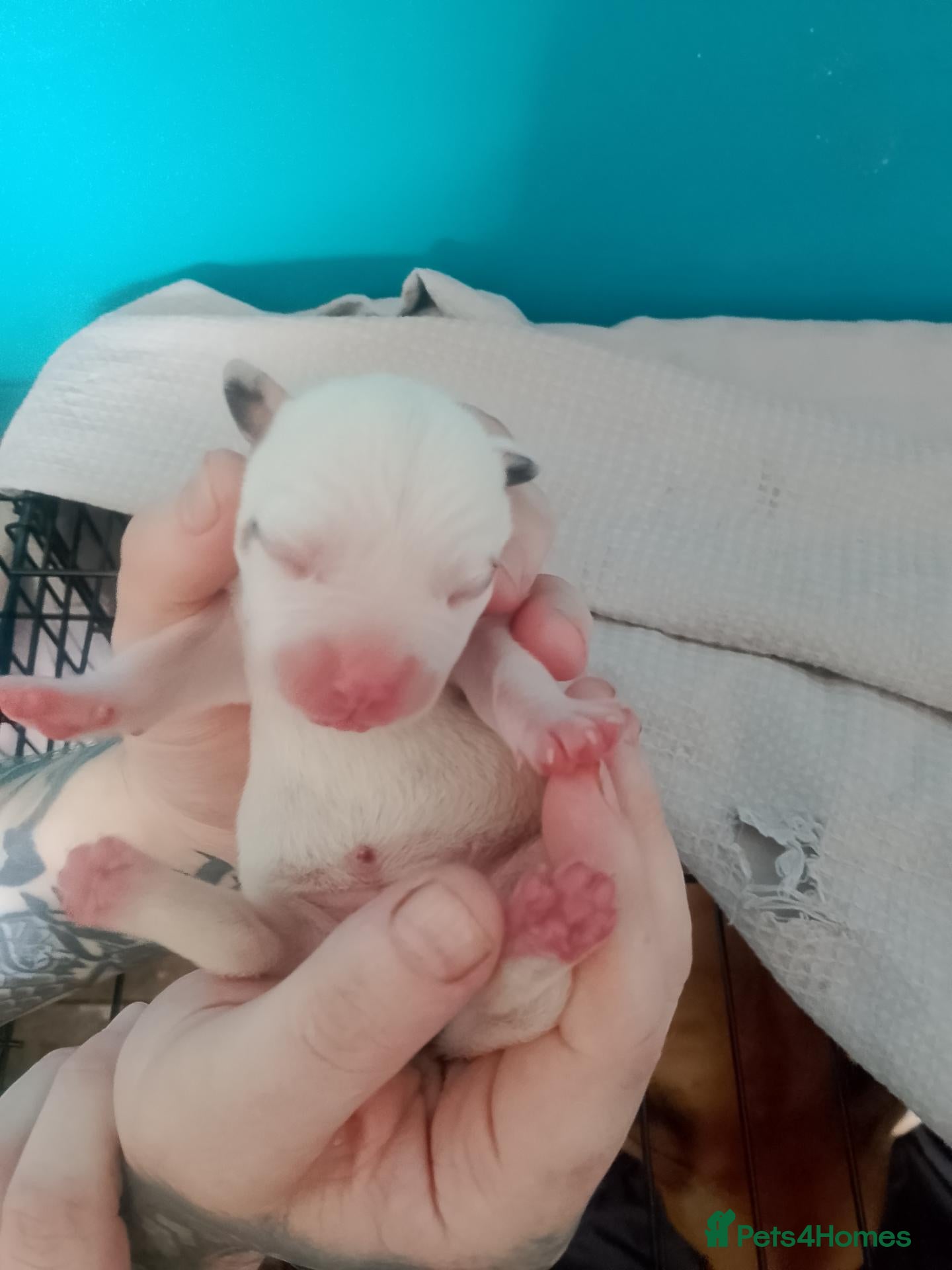 Mixed Breed dogs American bulldog x staff puppies.  - Advert 1