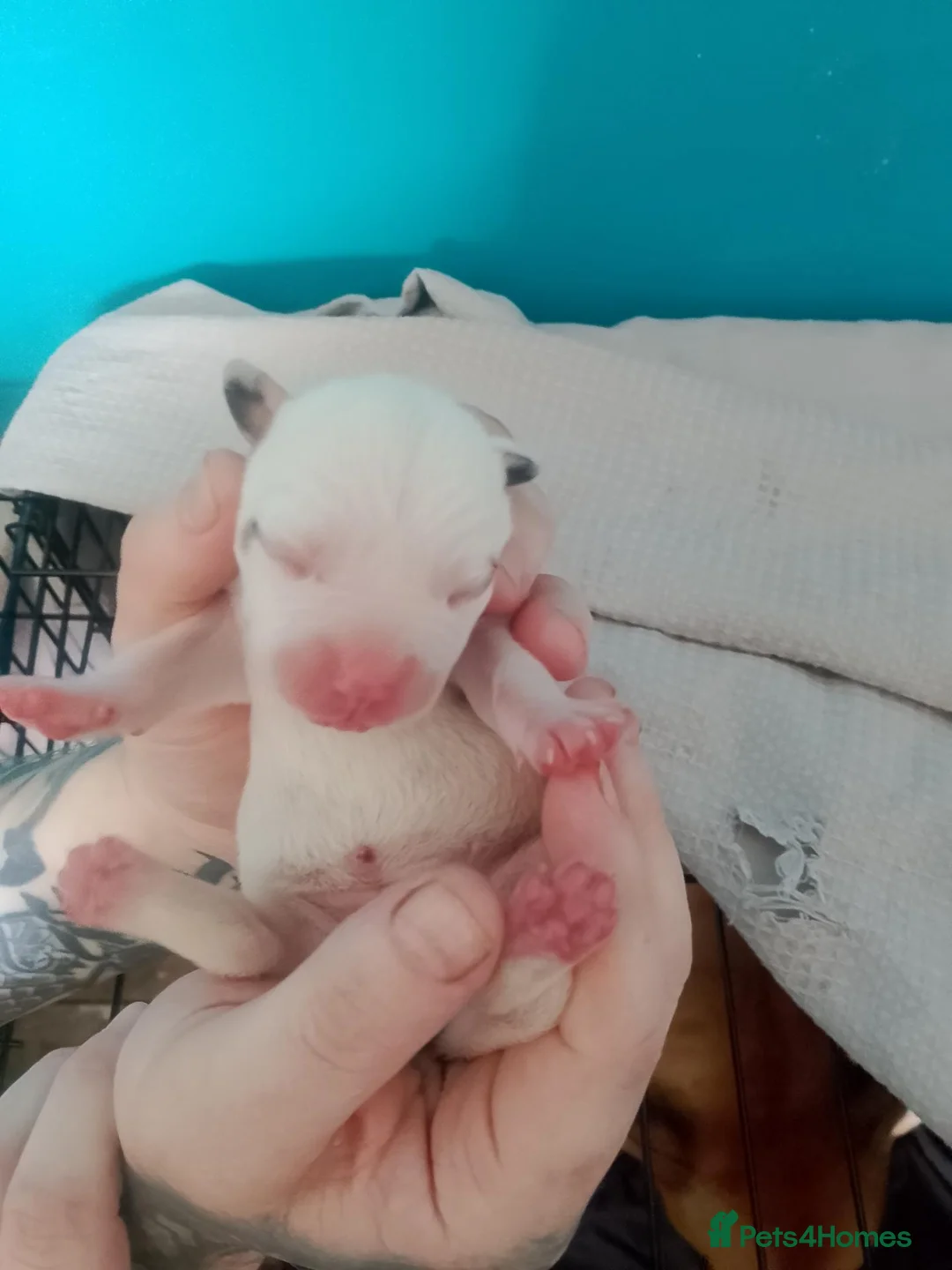 Mixed Breed dogs for sale: American bulldog x staff puppies.  - Advert 1