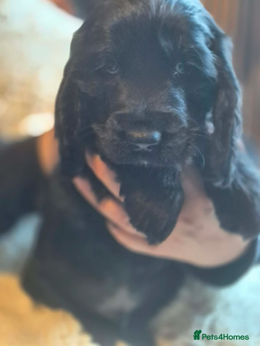 Cocker Spaniel dogs for sale: Beautiful cocker spaniel puppies  in Winsford - Advert 2