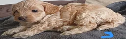 Cavapoo dogs for sale: Gorgeous cavapoo multicolours - Advert 19
