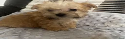 Morkie dogs for sale: Gorgeous Morkie puppies  - Advert 7