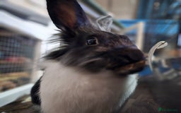 Lionhead rabbits for sale: Snugglebum Phoenix  in Weston-super-Mare - Image 8