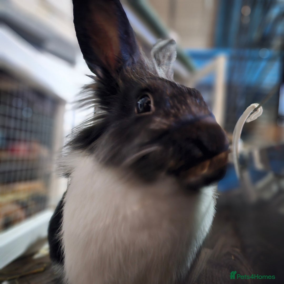 Lionhead rabbits for sale: Snugglebum Phoenix  in Weston-super-Mare - Image 8