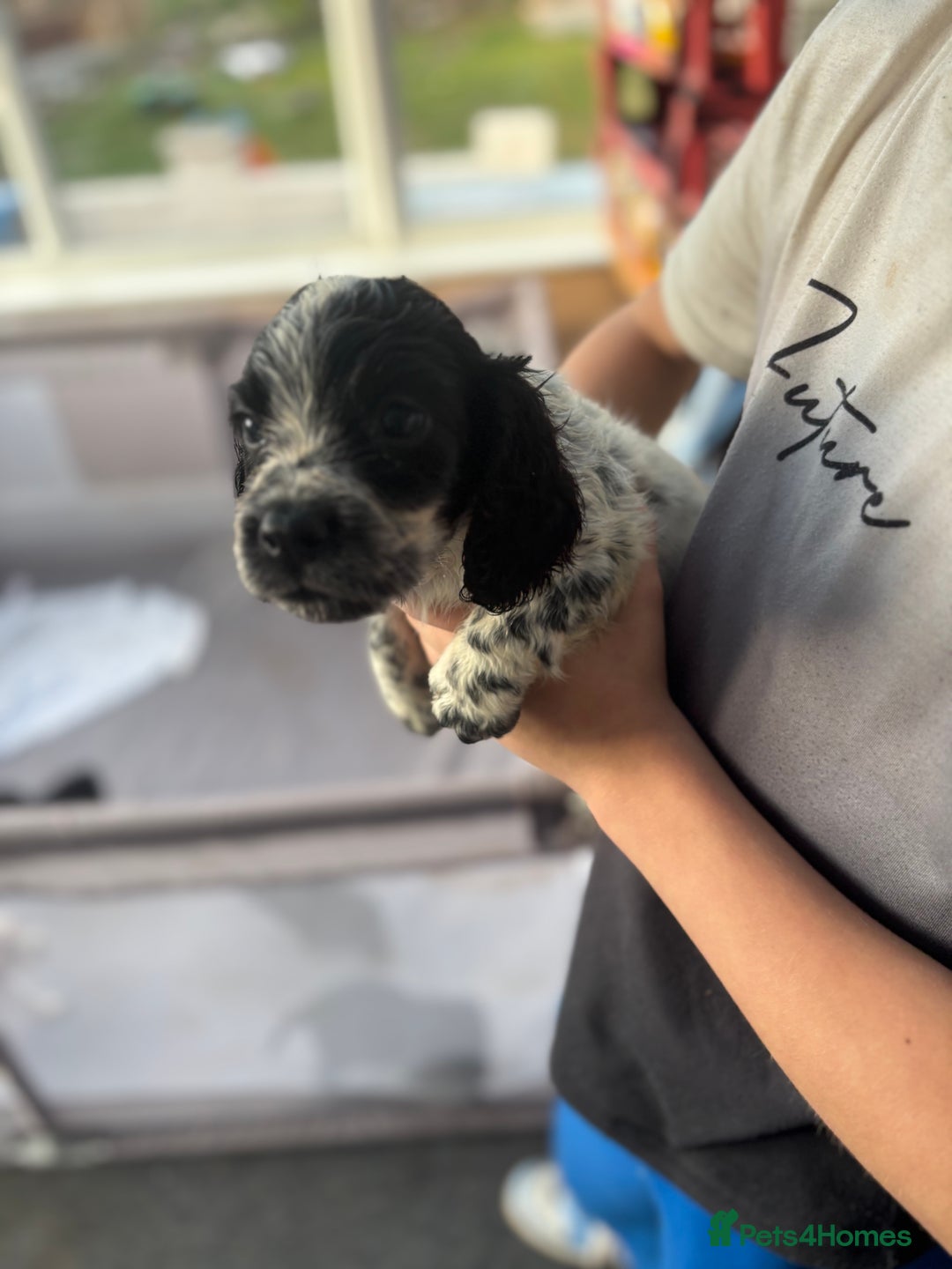 Cocker Spaniel dogs for sale: Show cocker spaniel puppies - Image 9