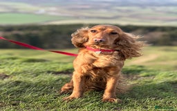 Cocker Spaniel dogs for sale: Beautiful Cocker Spaniel Puppies - Image 10