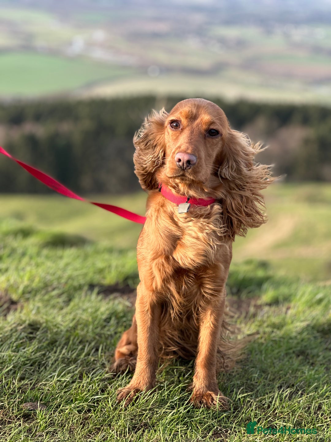 Cocker Spaniel dogs for sale: Beautiful Cocker Spaniel Puppies - Image 10
