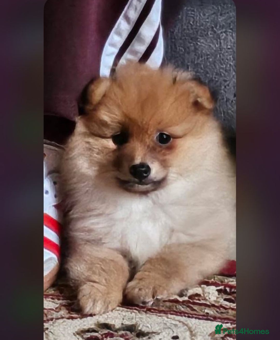 Pomeranian dogs for sale: Pomeranian puppy  - Advert 1