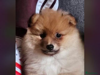 Pomeranian dogs Pomeranian puppy - Advert 10