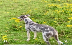 Lurcher dogs for sale: Male lurcher - Image 2