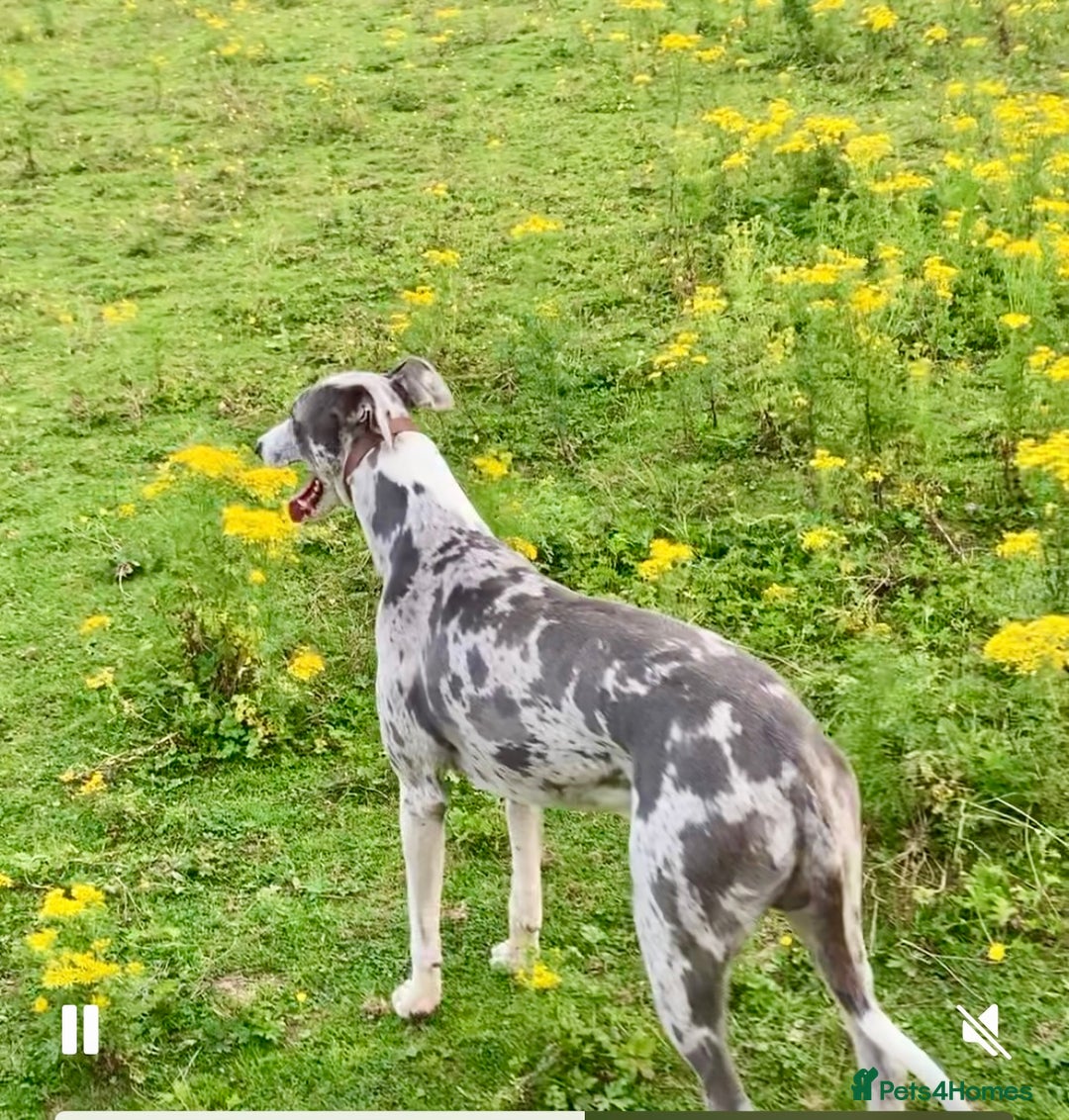 Lurcher dogs for sale: Male lurcher - Image 2
