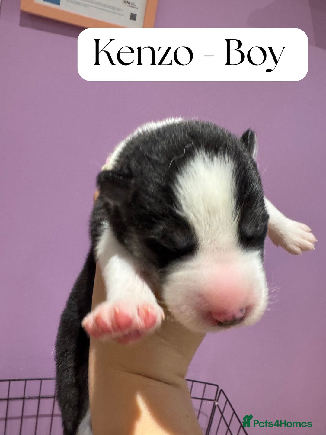 Mixed Breed dogs for sale: Siberian Husky cross Samoyed / Samusky - Image 8