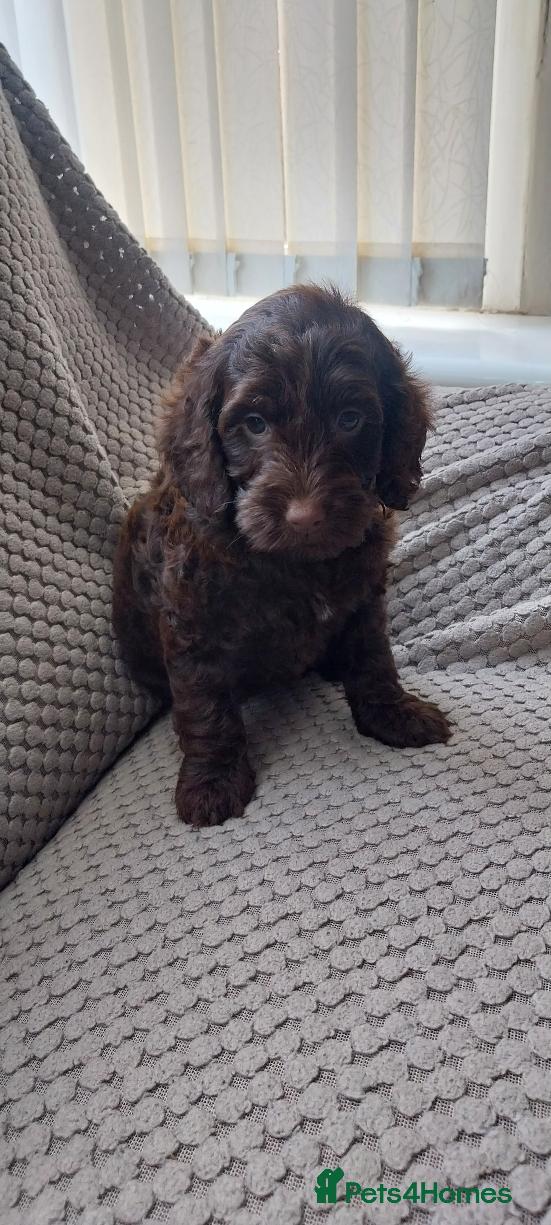 Cockapoo dogs Beautiful cockapoo puppies hereditary clear - Advert 4