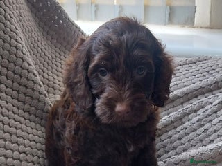 Cockapoo dogs Beautiful cockapoo puppies hereditary clear - Advert 7